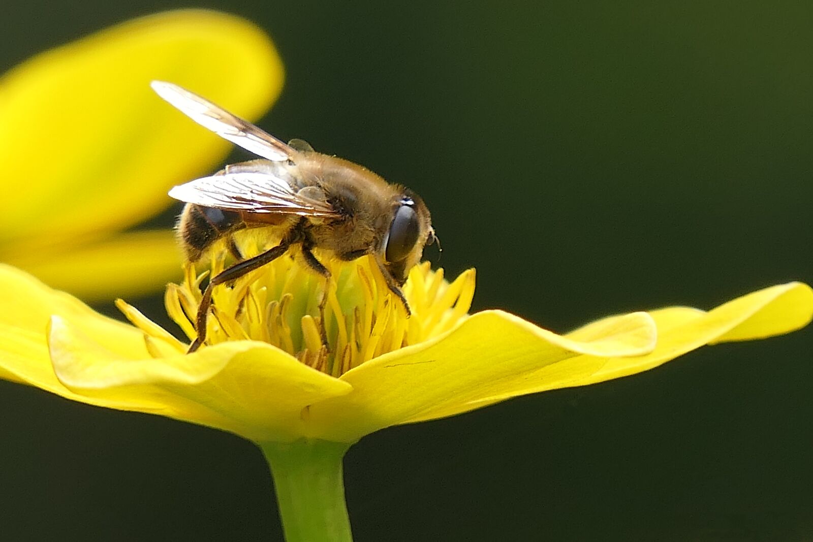 Panasonic Lumix DMC-FZ2500 (Lumix DMC-FZ2000) sample photo. Bee, wings, bug photography