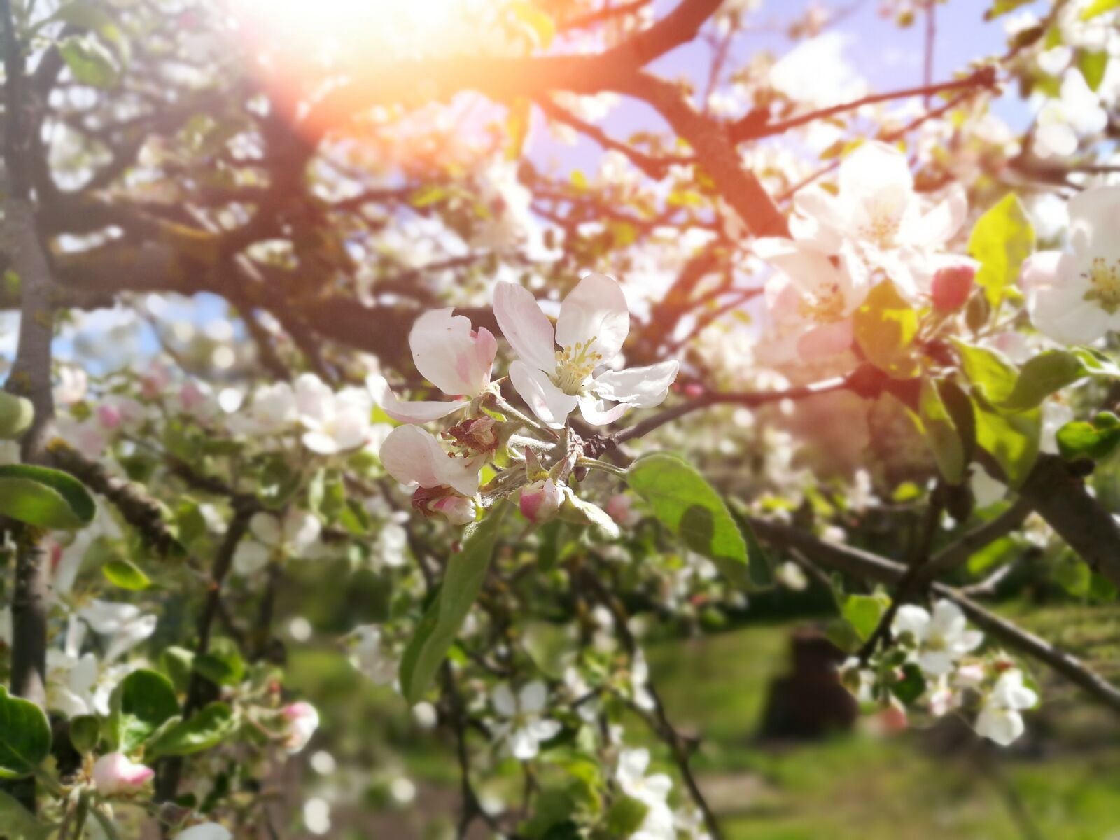 HUAWEI honor 6x sample photo. Apple tree, spring, flowers photography