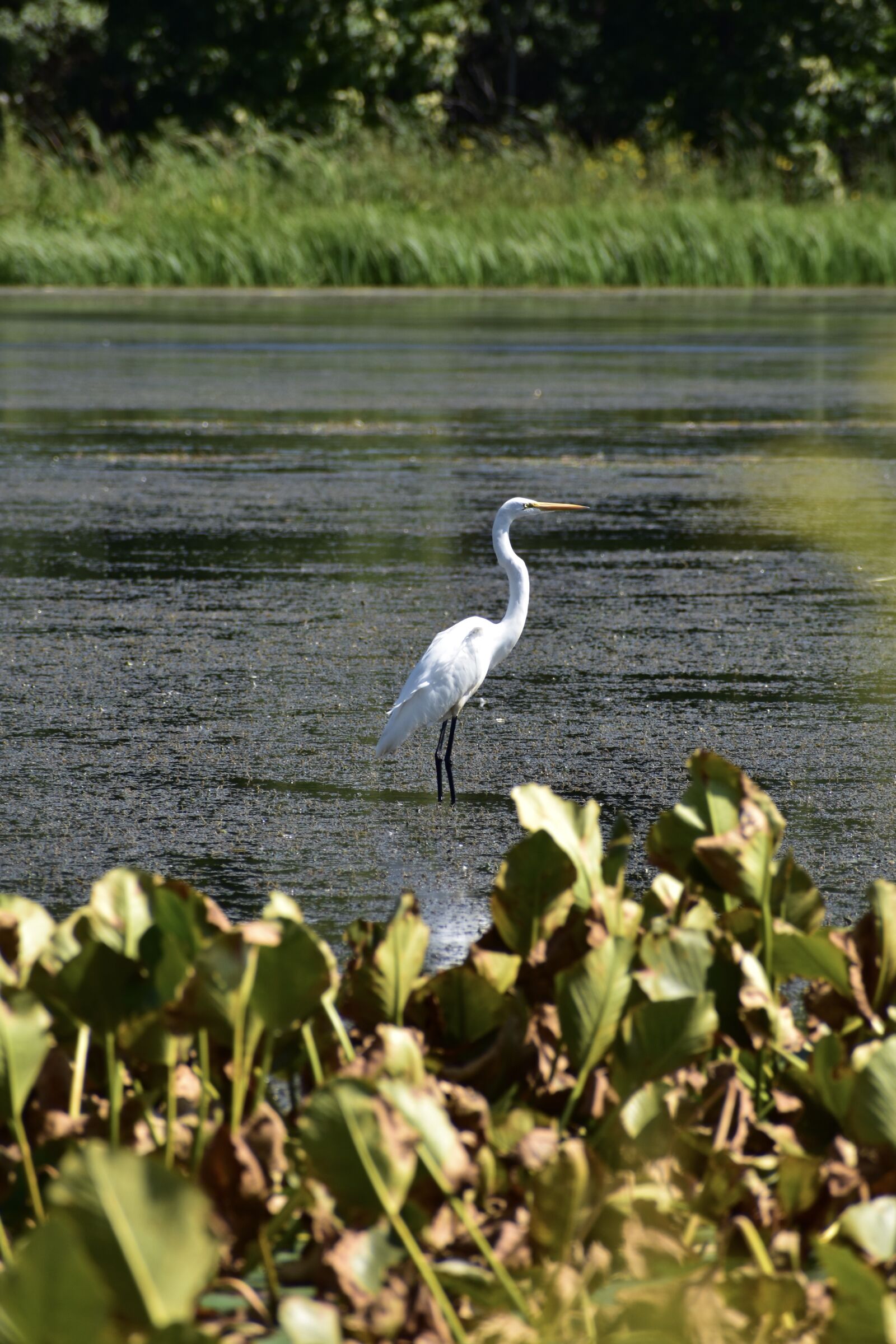 Nikon D3400 sample photo. Heron, bird, water photography
