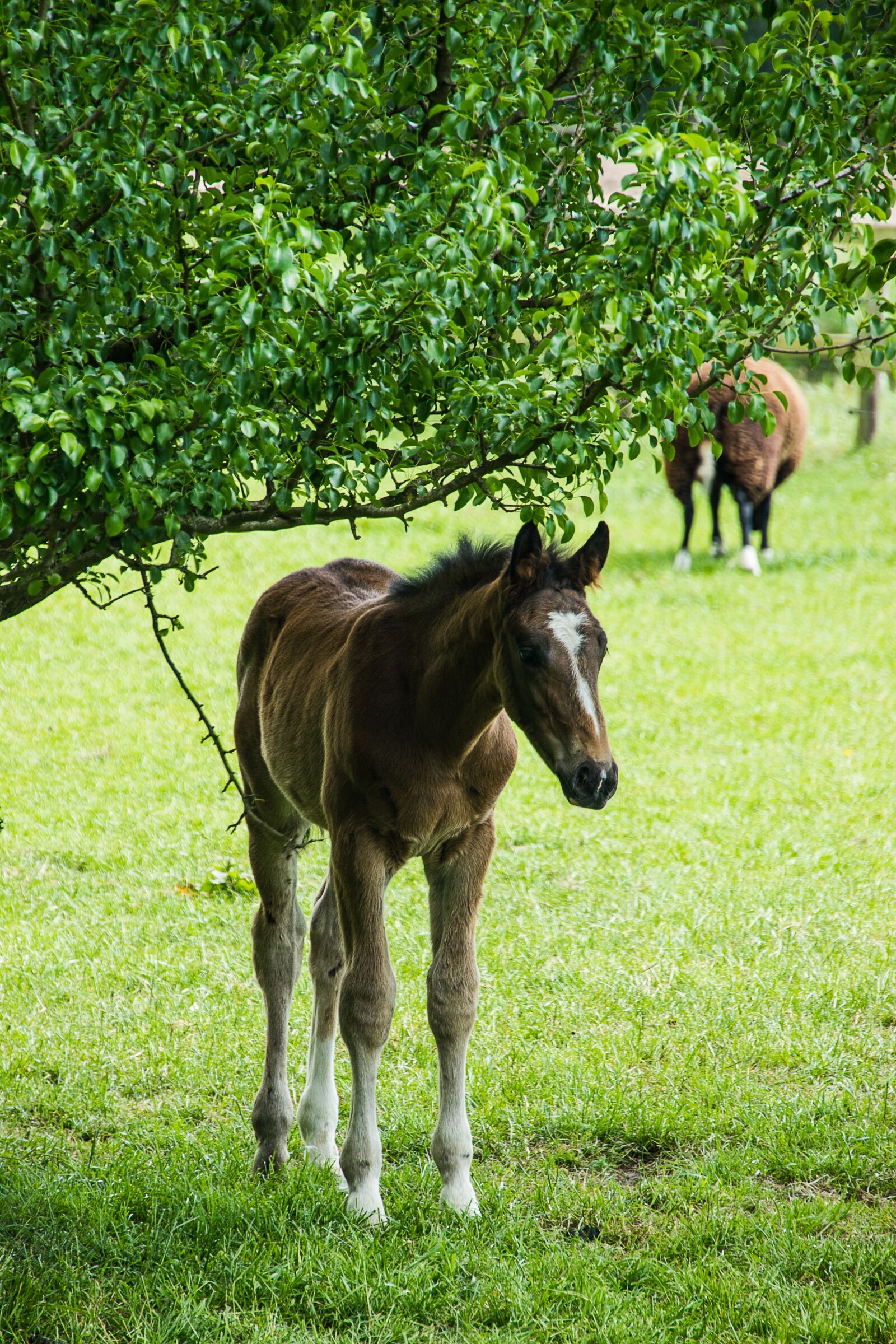 Canon EOS 550D (EOS Rebel T2i / EOS Kiss X4) sample photo. Foal, meadow, horses photography