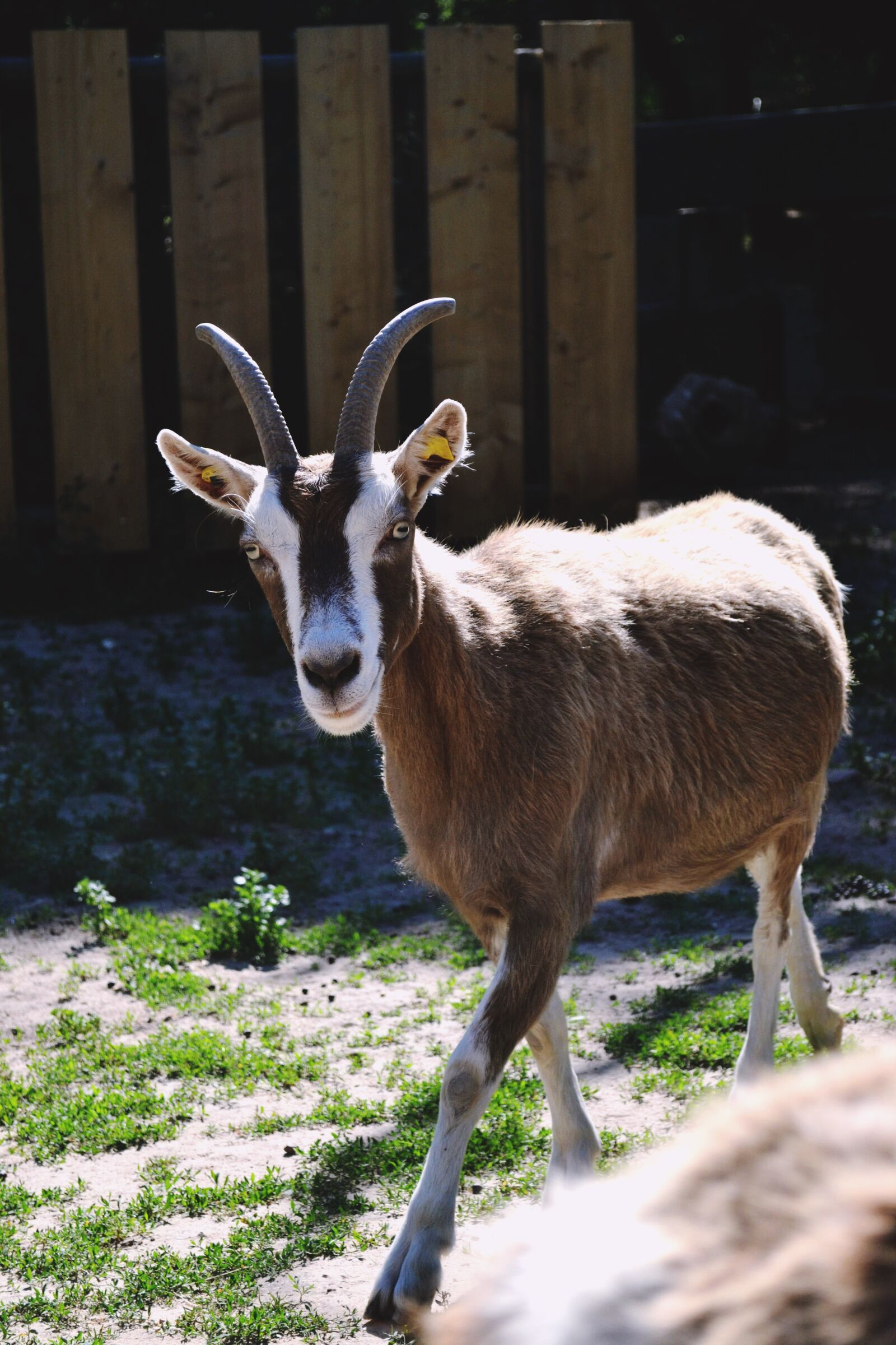 Nikon D3100 sample photo. Goat, nature, animal photography