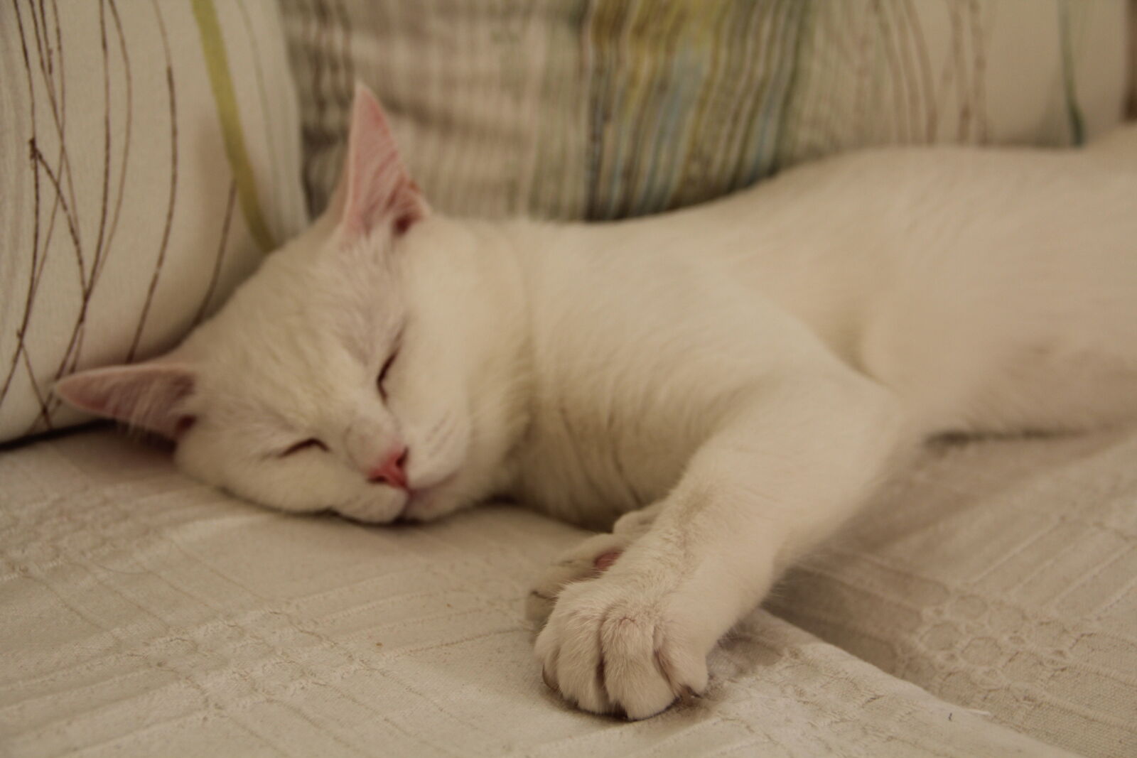Canon EF-S 18-135mm F3.5-5.6 IS sample photo. Cat, white, white, cat photography