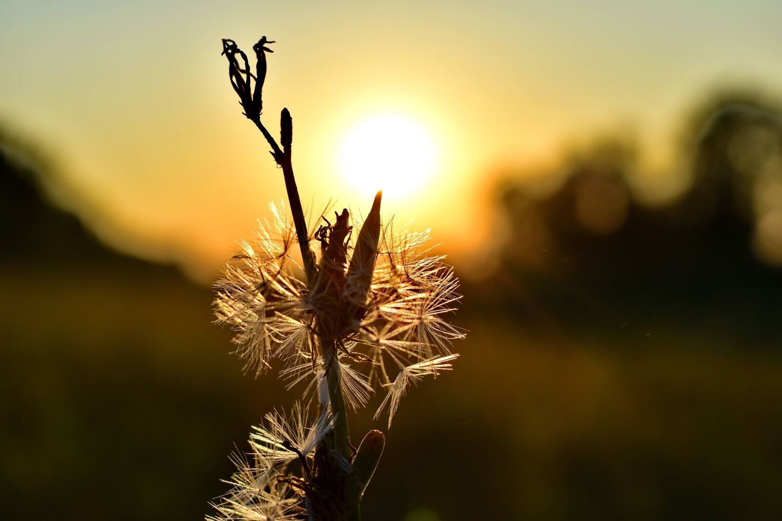Nikon D5500 sample photo. Backlight, dandelion, shadow, summer photography