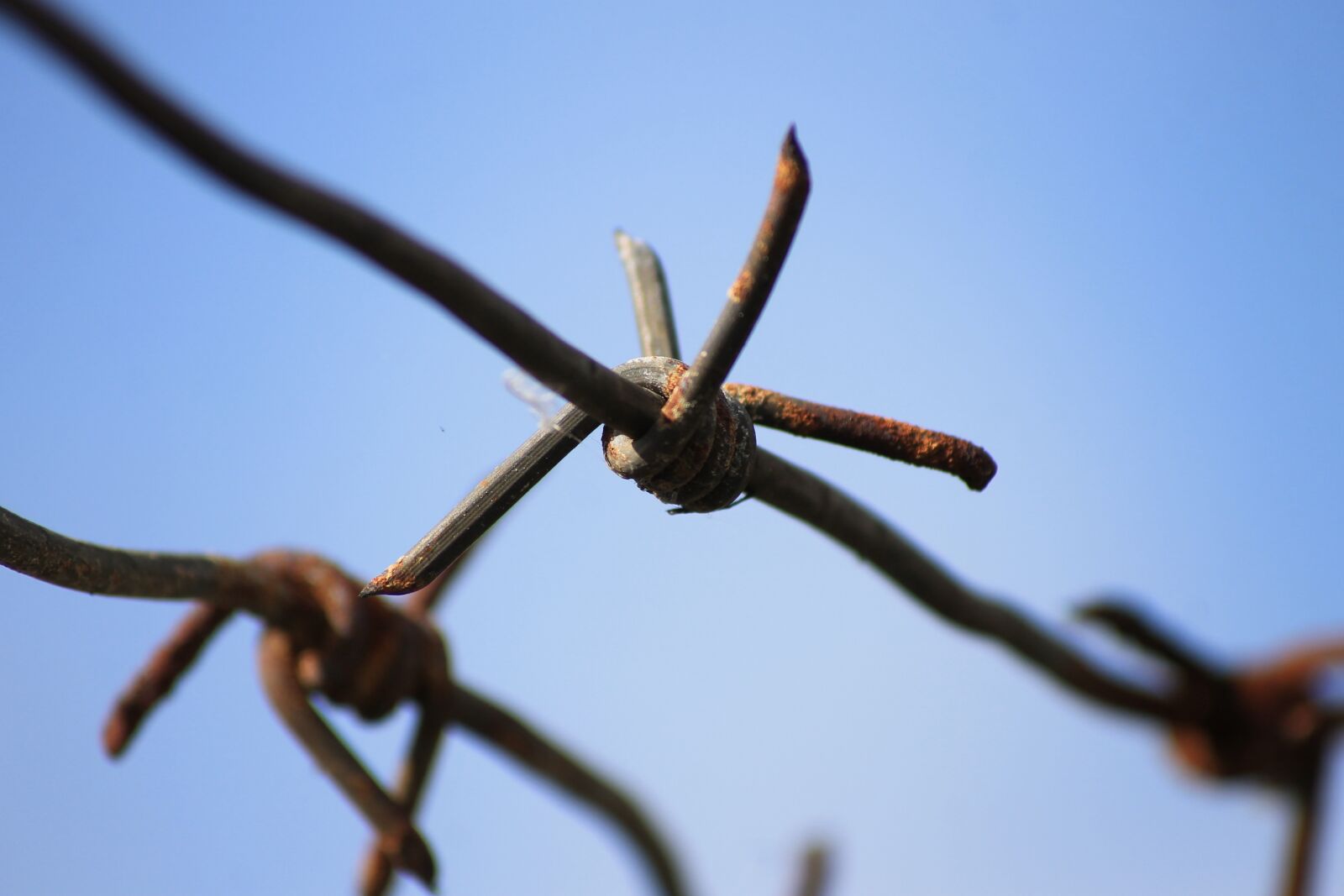 Canon EOS 1100D (EOS Rebel T3 / EOS Kiss X50) sample photo. Barbed wire fence, barbed photography