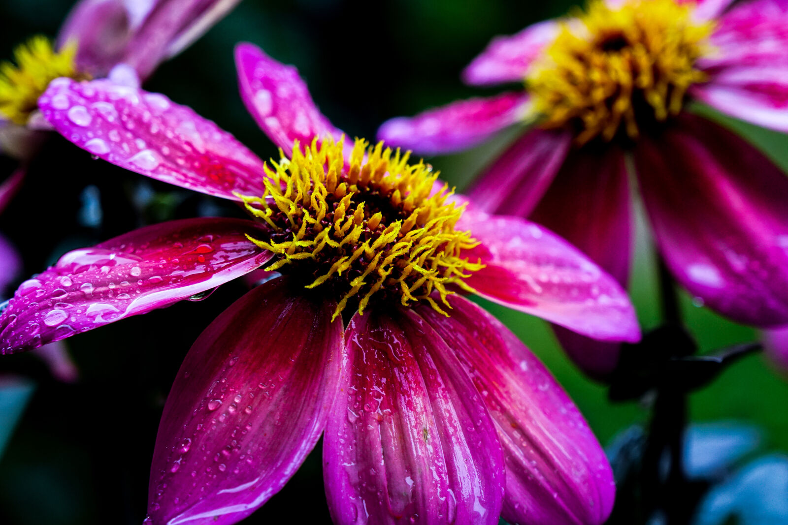 Sony Vario-Tessar T* E 16-70mm F4 ZA OSS sample photo. Beautiful, blooming, blossom, botanical photography