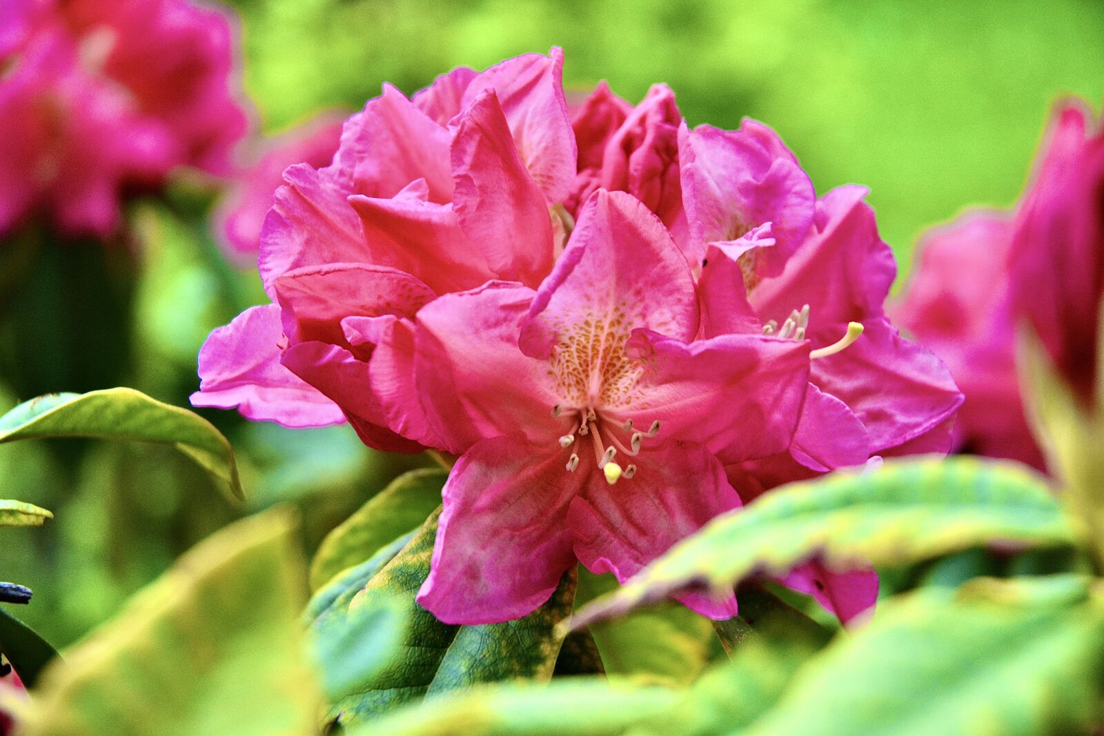 Nikon D5200 sample photo. Pink, flower, tulips photography