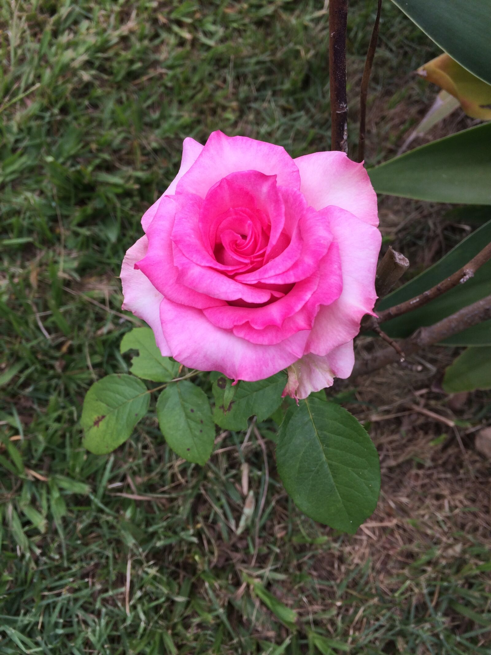 iPhone 5s back camera 4.15mm f/2.2 sample photo. Flower, rosa, pink flower photography