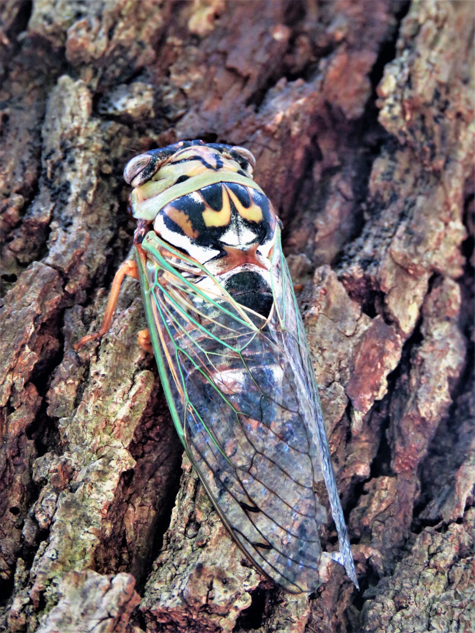 Canon PowerShot SX60 HS sample photo. Insect, flying, cicada photography