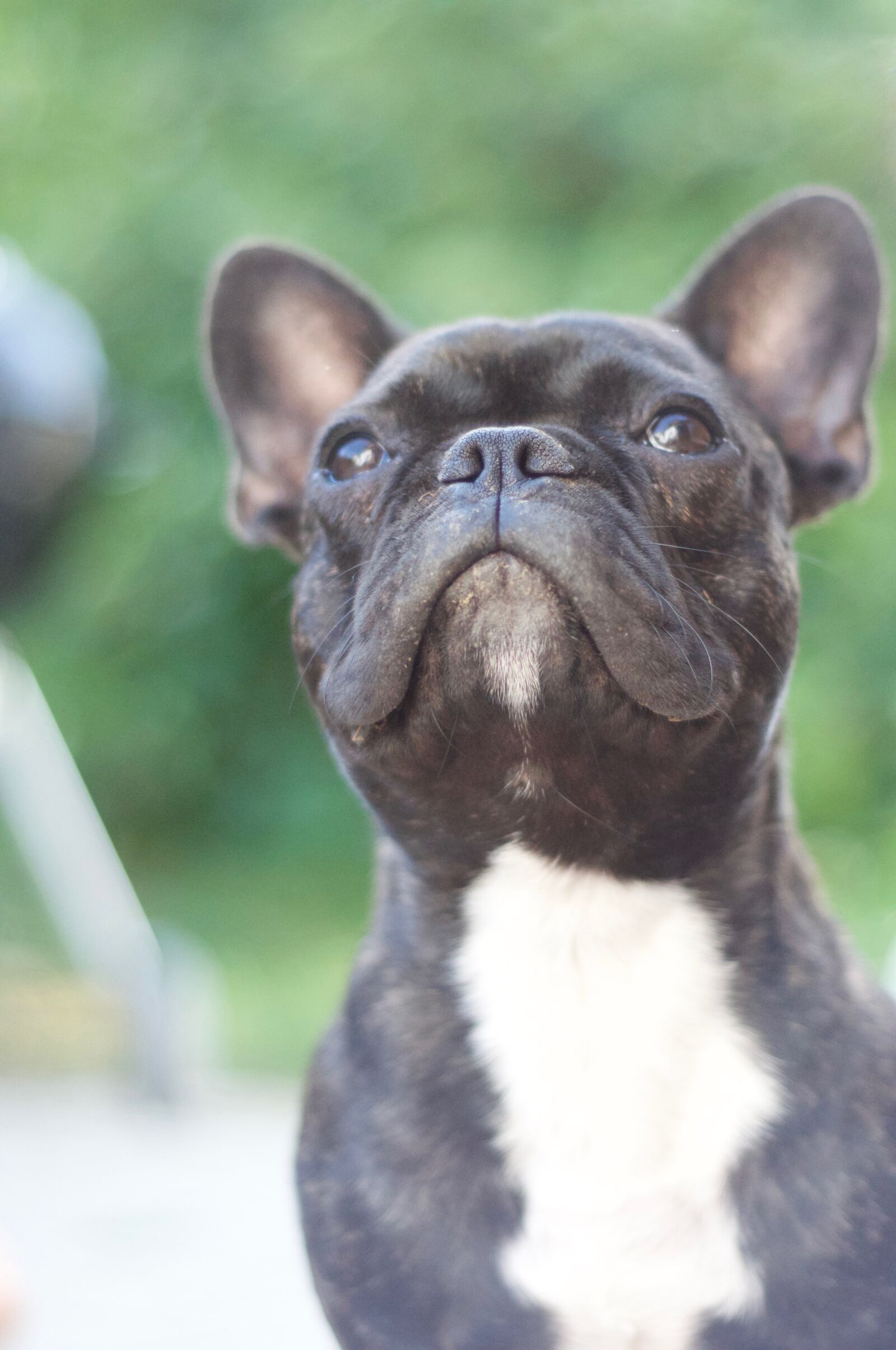 Nikon D90 sample photo. Dog, bulldog, french bulldog photography
