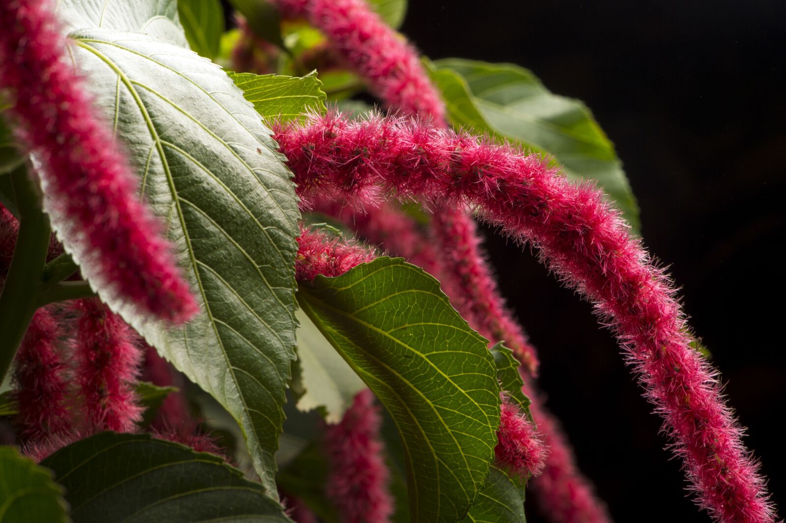 Nikon D4S sample photo. Exotic, flower, hairy photography