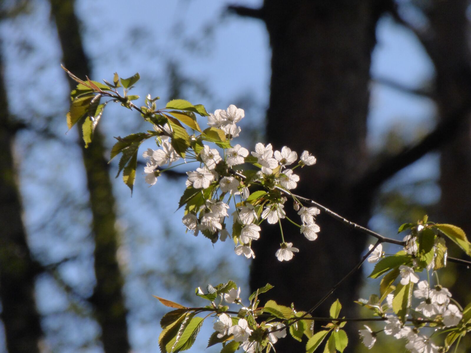 Panasonic DMC-FZ72 sample photo. Branch, spring, tree photography
