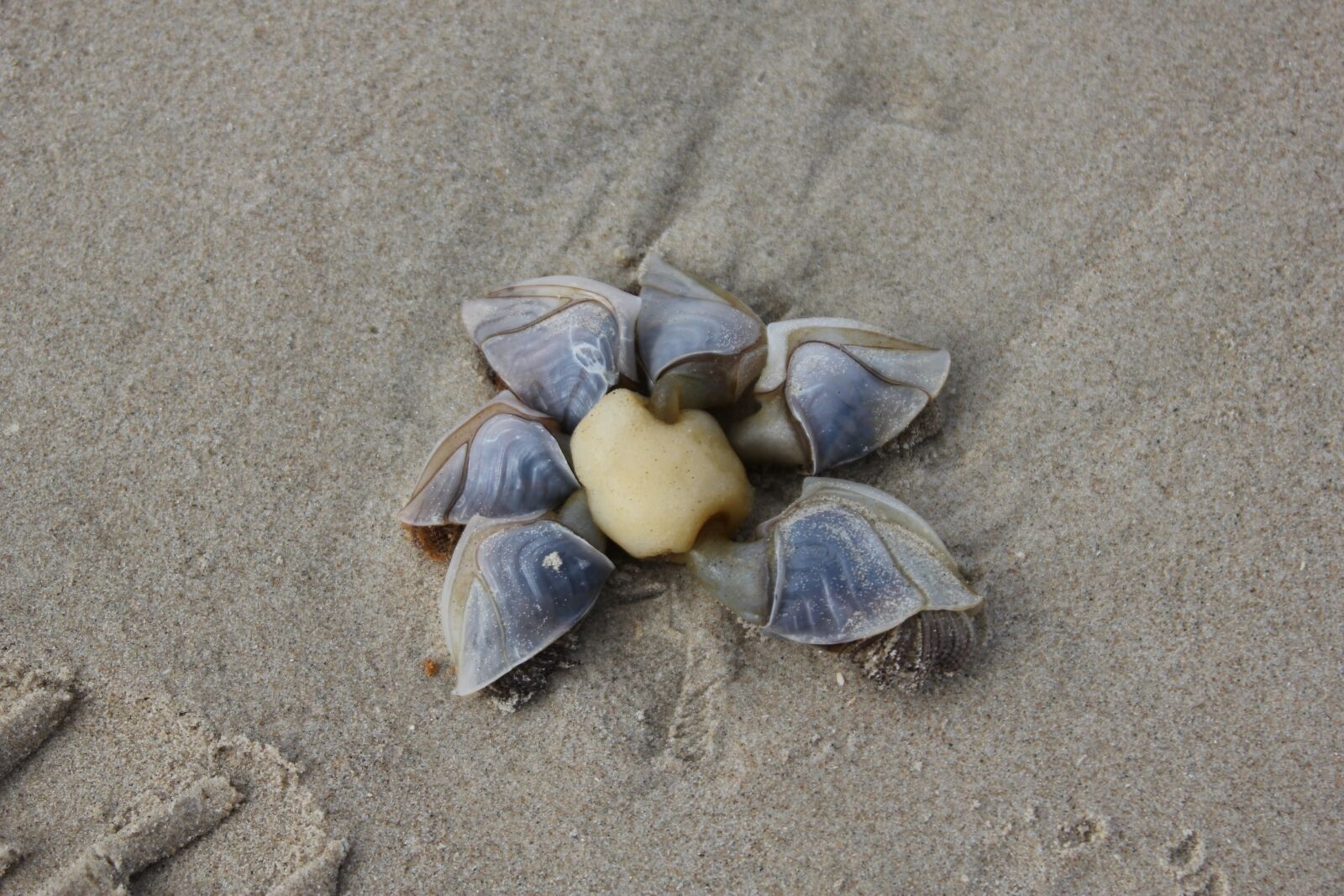 Canon EOS 550D (EOS Rebel T2i / EOS Kiss X4) sample photo. Ducks shell, beach, vacations photography