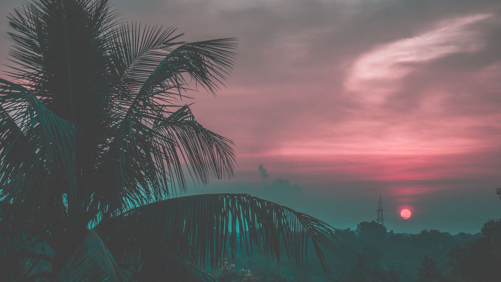 Sony a6000 sample photo. Coconut, tree, sunrise, sunset photography