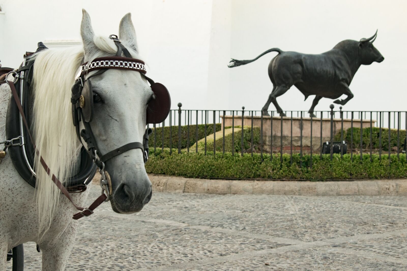 Nikon D5300 sample photo. Horse, toro, round photography