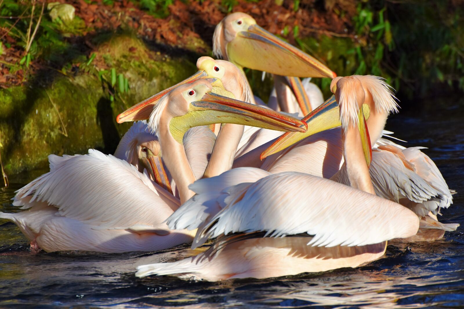 Nikon D7200 sample photo. Pelikan, water bird, pink photography
