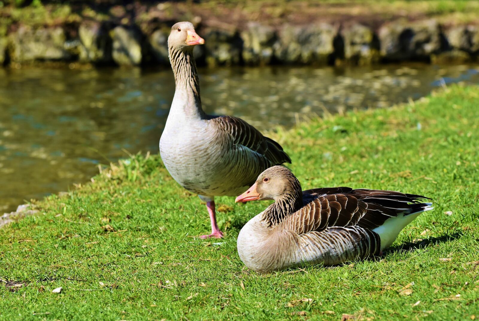 Nikon D7200 sample photo. Goose, greylag goose, wild photography