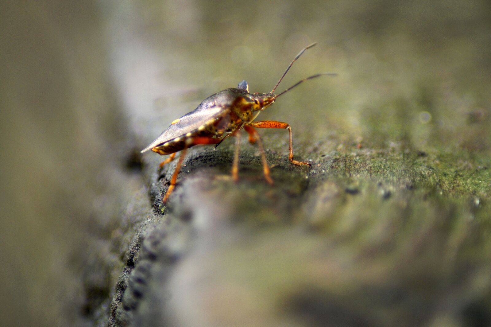 Sony SLT-A58 sample photo. Red legged tree bug photography