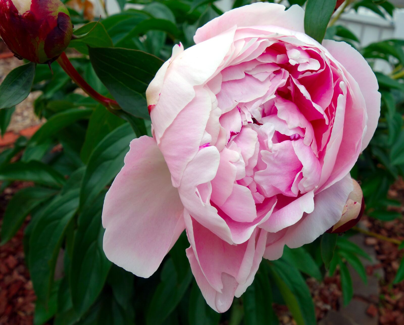 Sony Cyber-shot DSC-RX100 sample photo. Peony, blossom, bloom photography