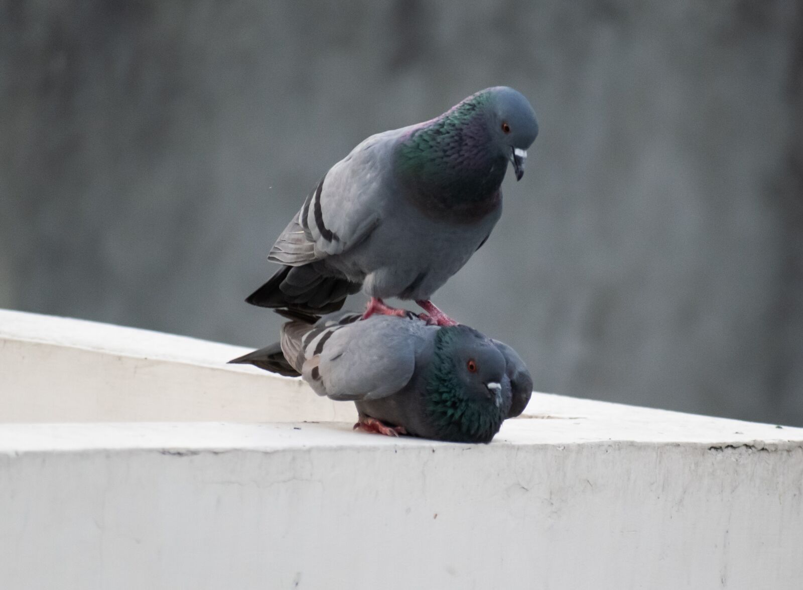 Nikon D3300 sample photo. Birds mating, pigeon, mating photography