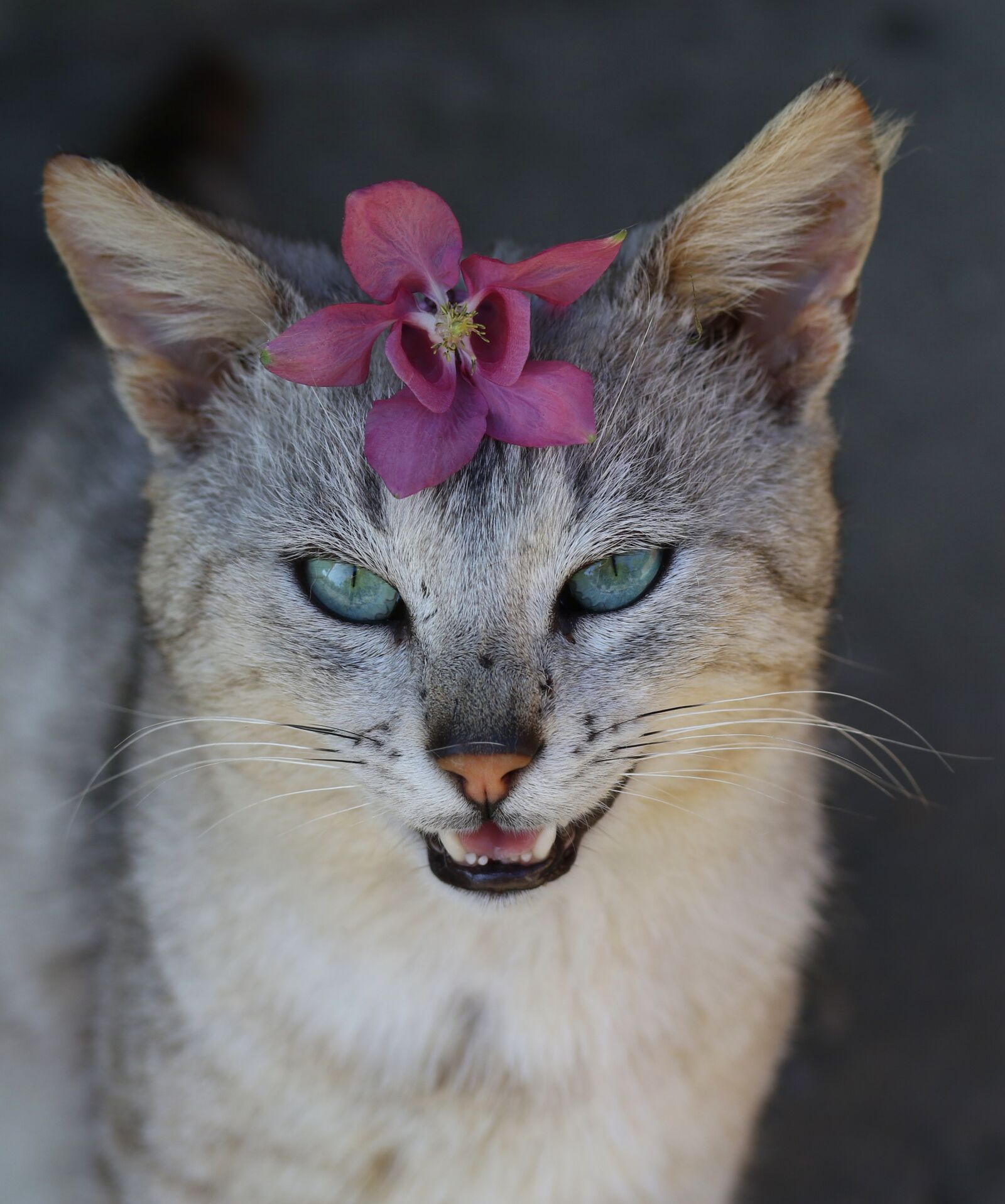 Canon EF-S 60mm F2.8 Macro USM sample photo. Cat, flower, wreath photography