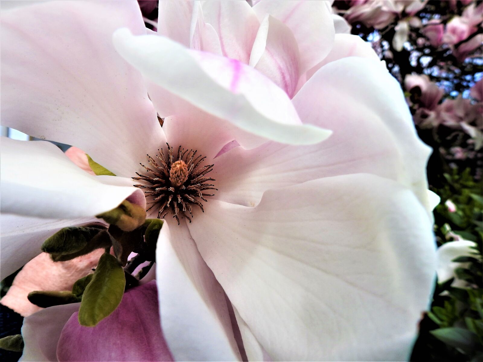 Nikon Coolpix P900 sample photo. Plant, nature, petal photography