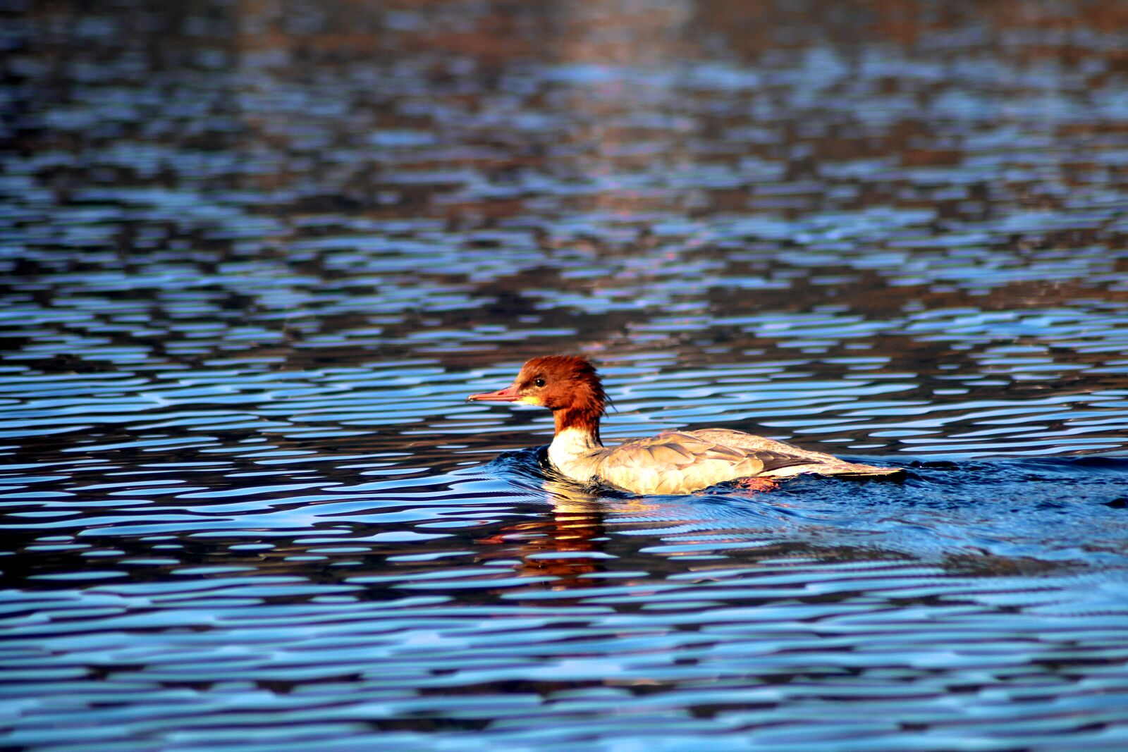 Canon EOS 1200D (EOS Rebel T5 / EOS Kiss X70 / EOS Hi) sample photo. Bird, duckling, baby photography