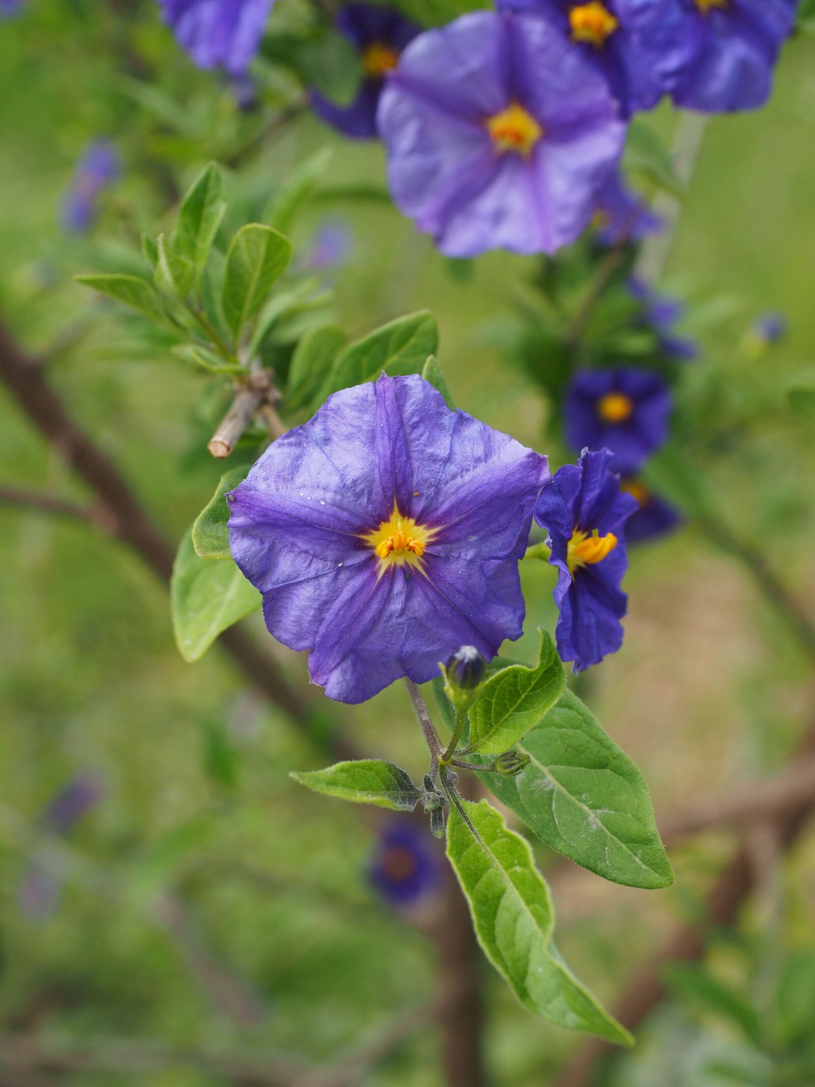 Olympus OM-D E-M1 + Olympus M.Zuiko Digital ED 12-40mm F2.8 Pro sample photo. Gentian shrub, flowers, purple photography