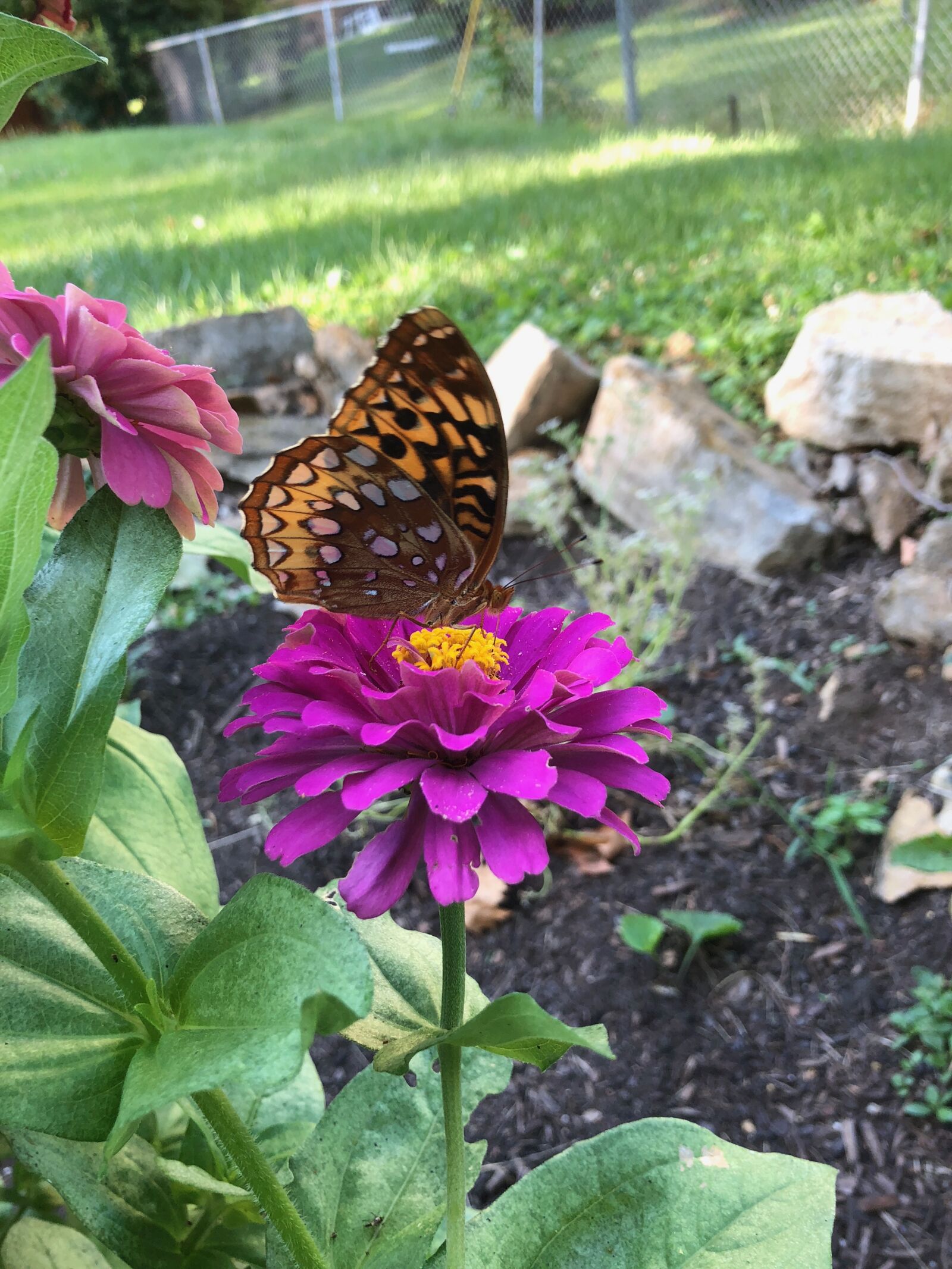 Apple iPhone 8 sample photo. Butterfly, flower, nature photography