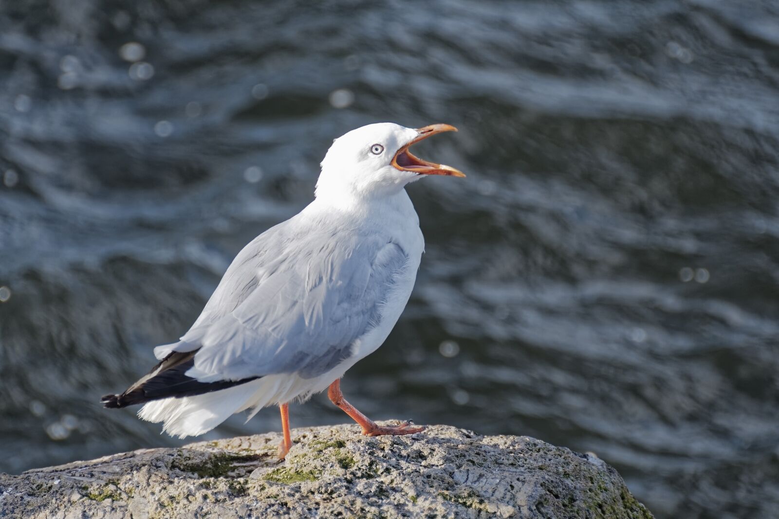 Nikon D500 sample photo. Bird, seagull, animal photography