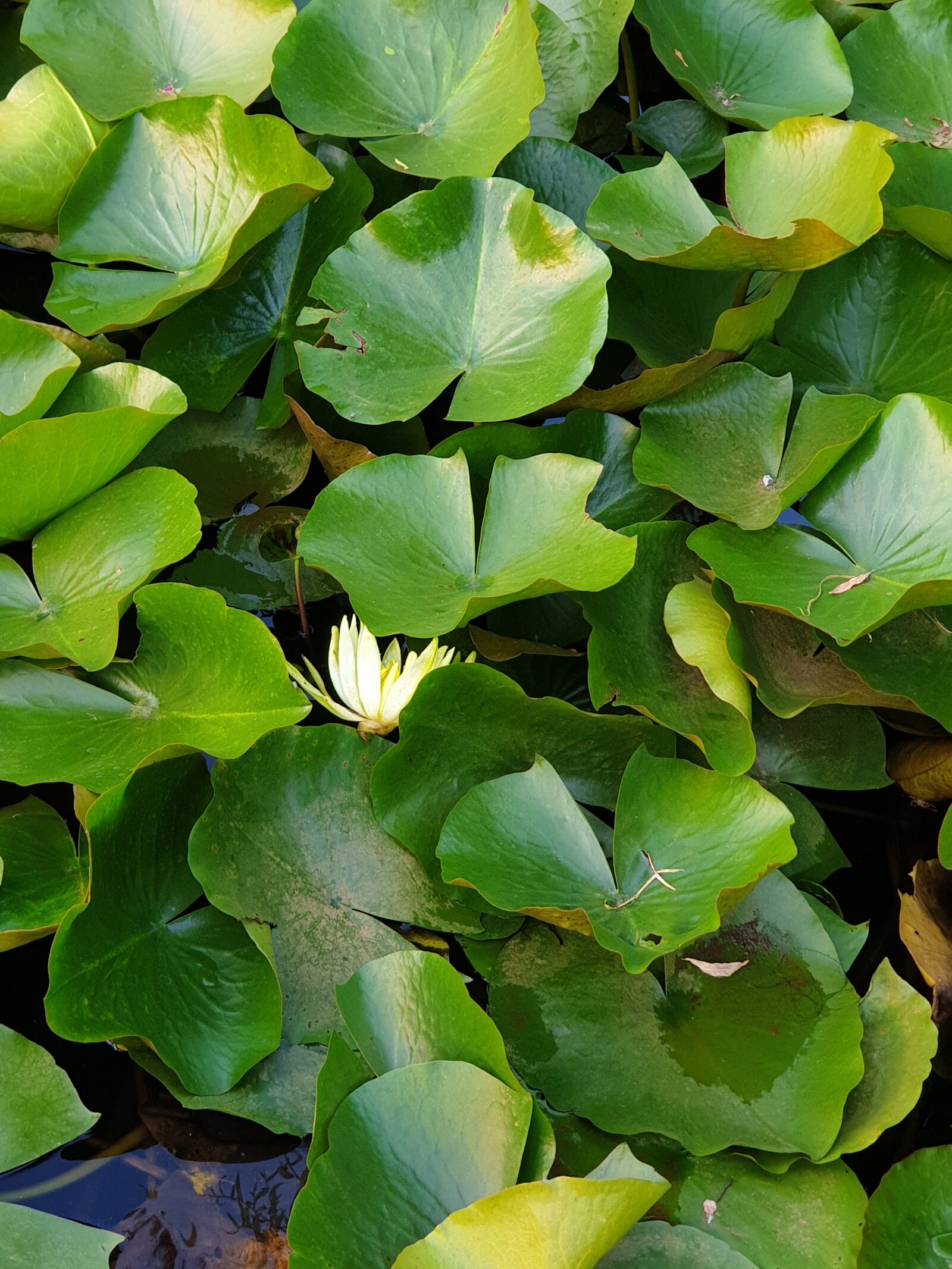 Samsung Galaxy Note9 sample photo. Lotus, flower, nature photography