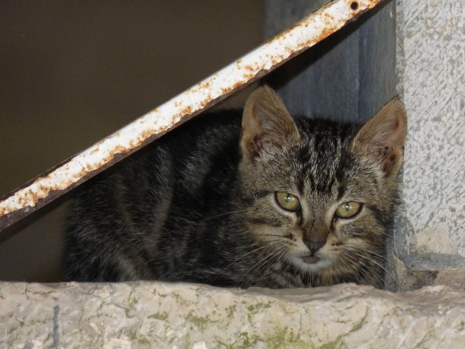 Panasonic DMC-FZ62 sample photo. Cat, kitten, puppy photography