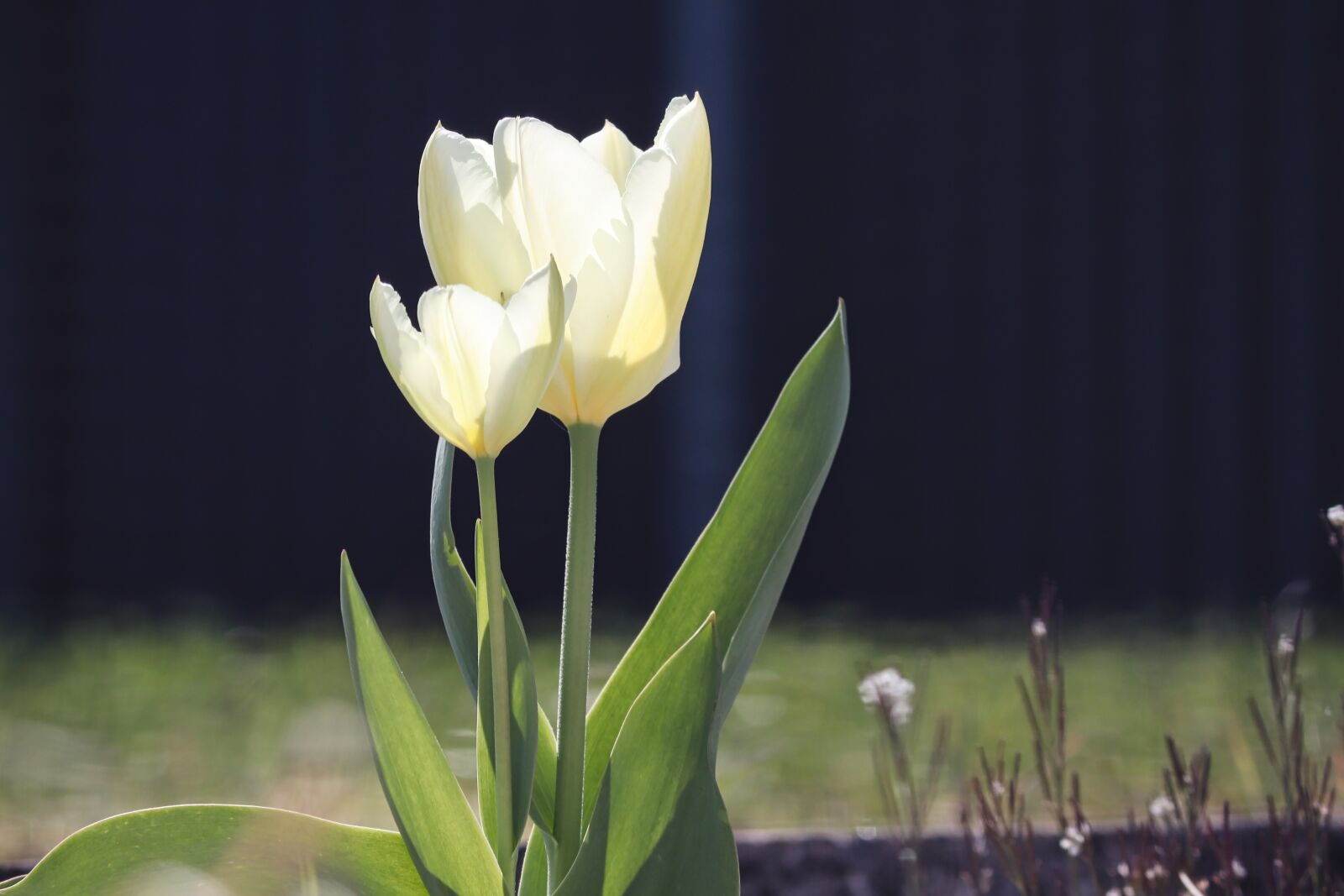 Canon EOS 200D (EOS Rebel SL2 / EOS Kiss X9) sample photo. Tulips, tulip flower, white photography