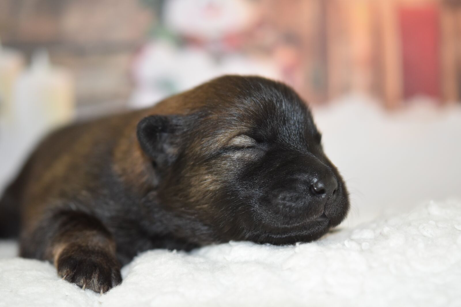 Nikon D5600 sample photo. Dog, puppy, eurasier puppy photography