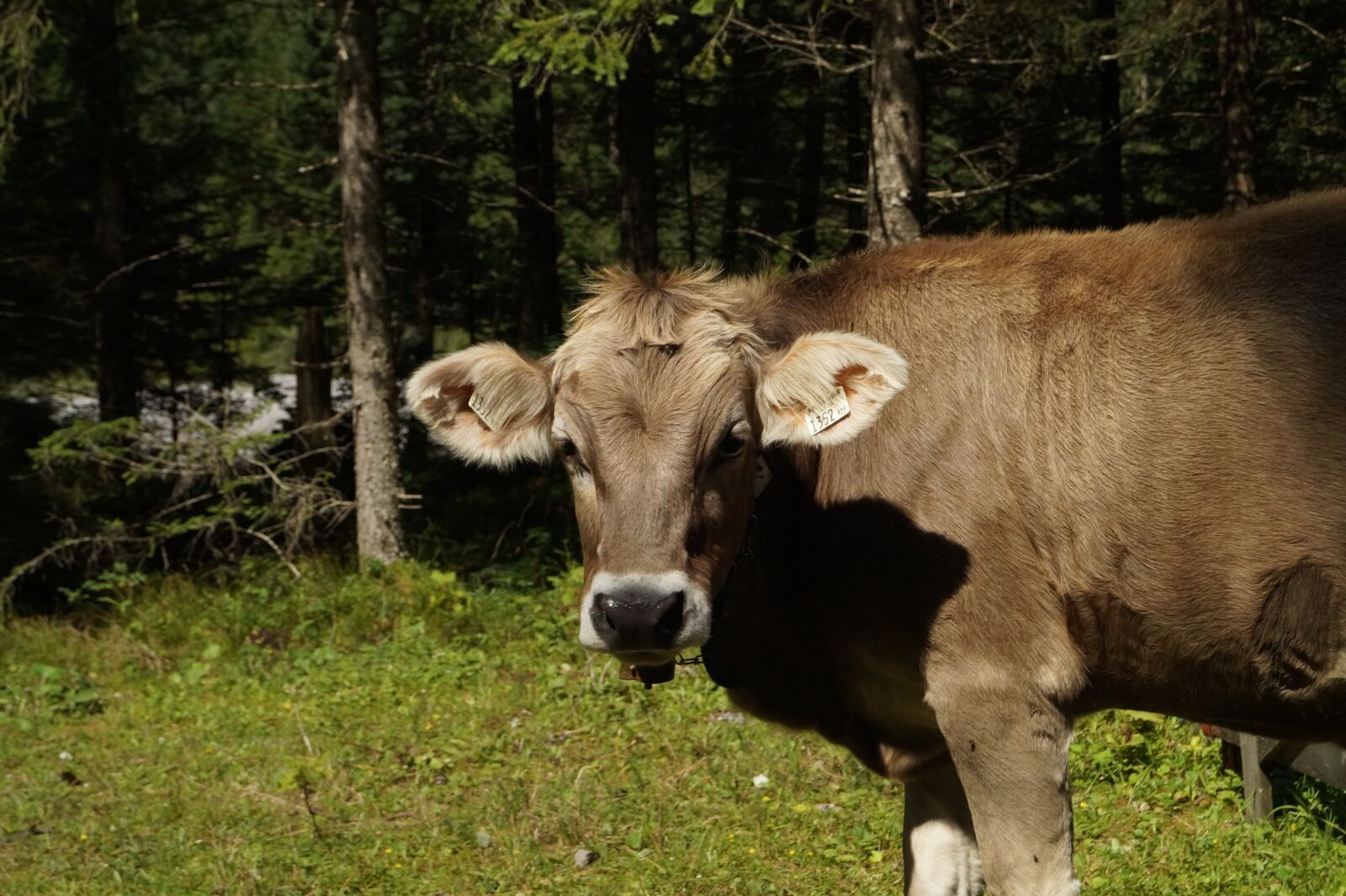 Sony DT 18-55mm F3.5-5.6 SAM II sample photo. Cow, beef, pasture photography
