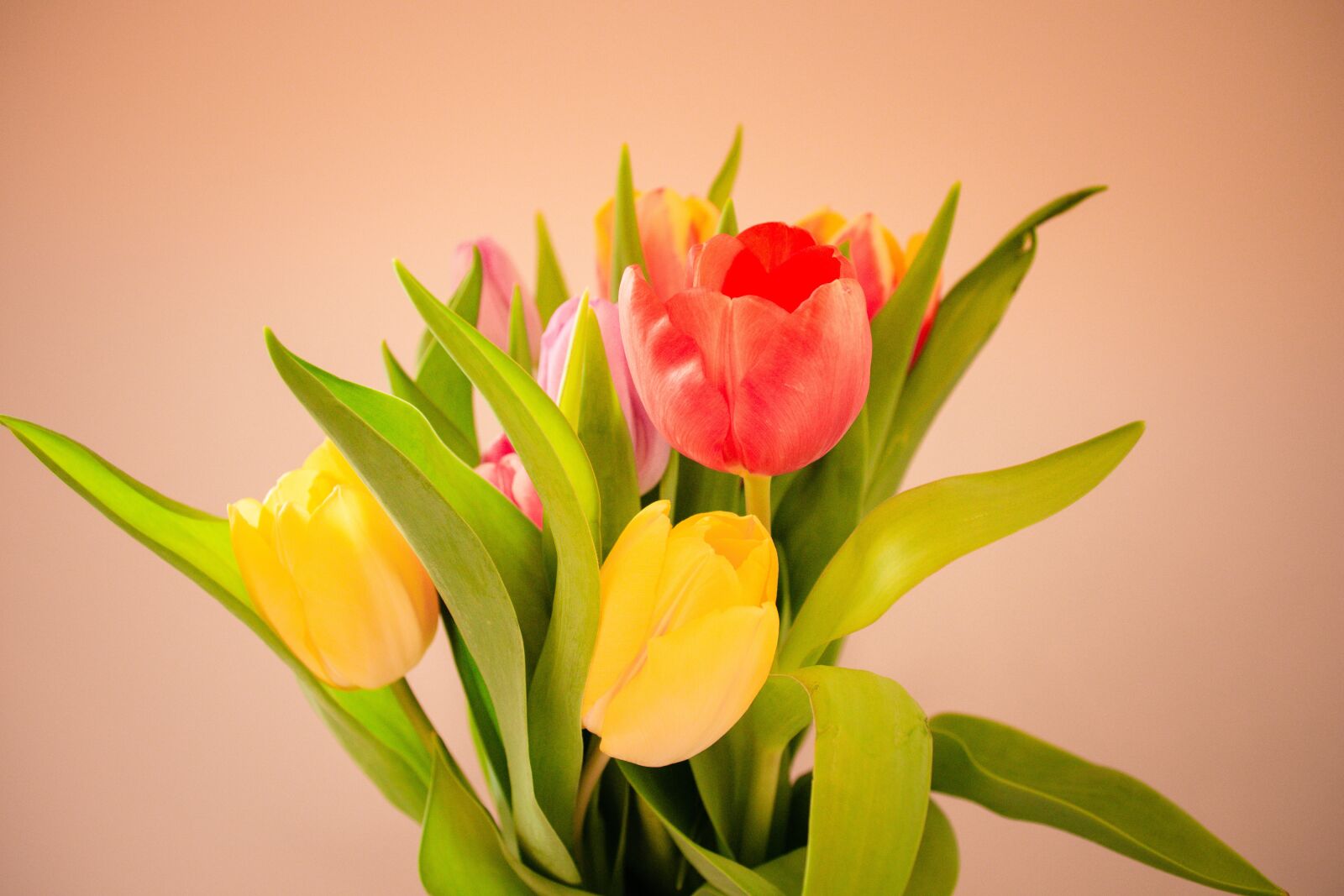 Nikon D7200 sample photo. Tulip, flower, tulips photography