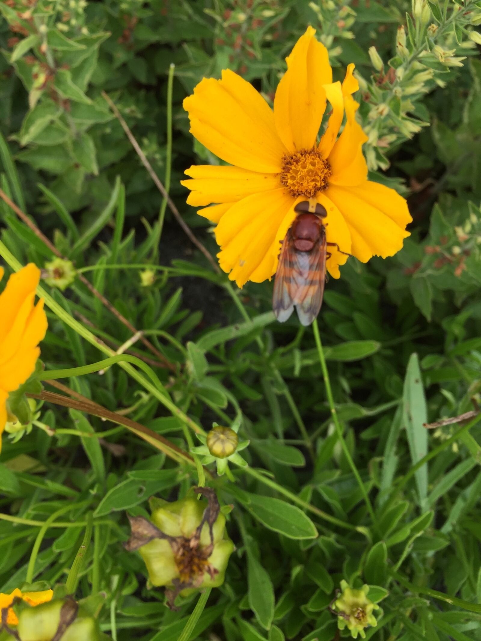 Apple iPhone 6 sample photo. Fly, flower, insect photography