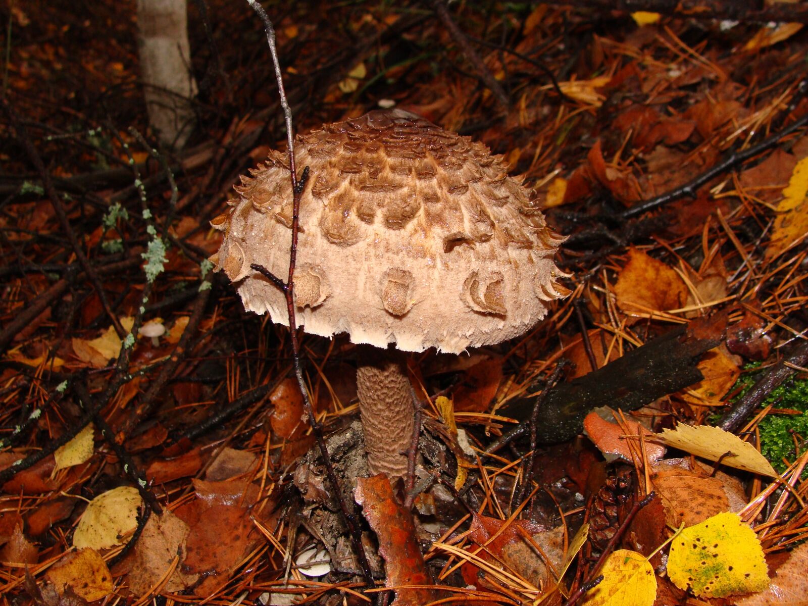 Sony Cyber-shot DSC-H10 sample photo. Mushroom, autumn, forest photography