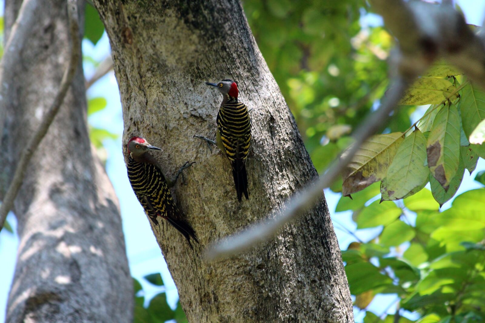 Canon EOS 650D (EOS Rebel T4i / EOS Kiss X6i) sample photo. Woodpecker, hispaniolan woodpecker, melanerpes photography