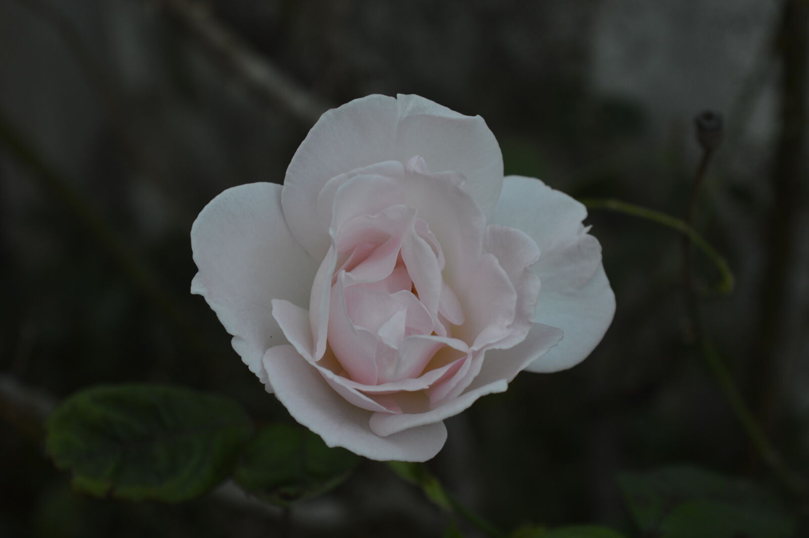 Nikon D3200 sample photo. Buenos, aires, castelar, rose photography