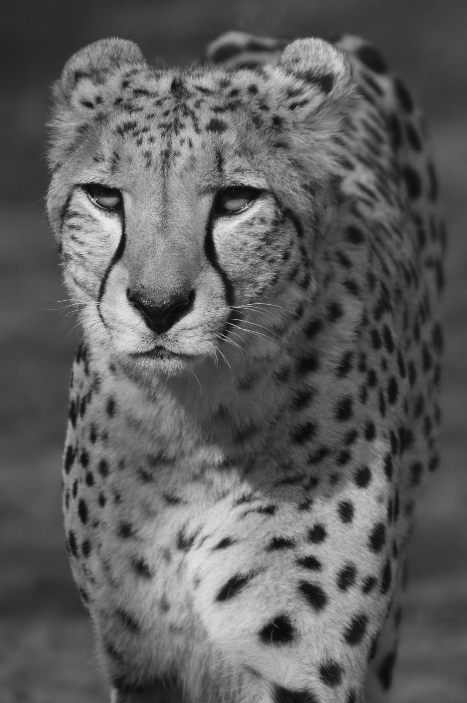 Nikon D7200 sample photo. Leopard, predator, animal photography