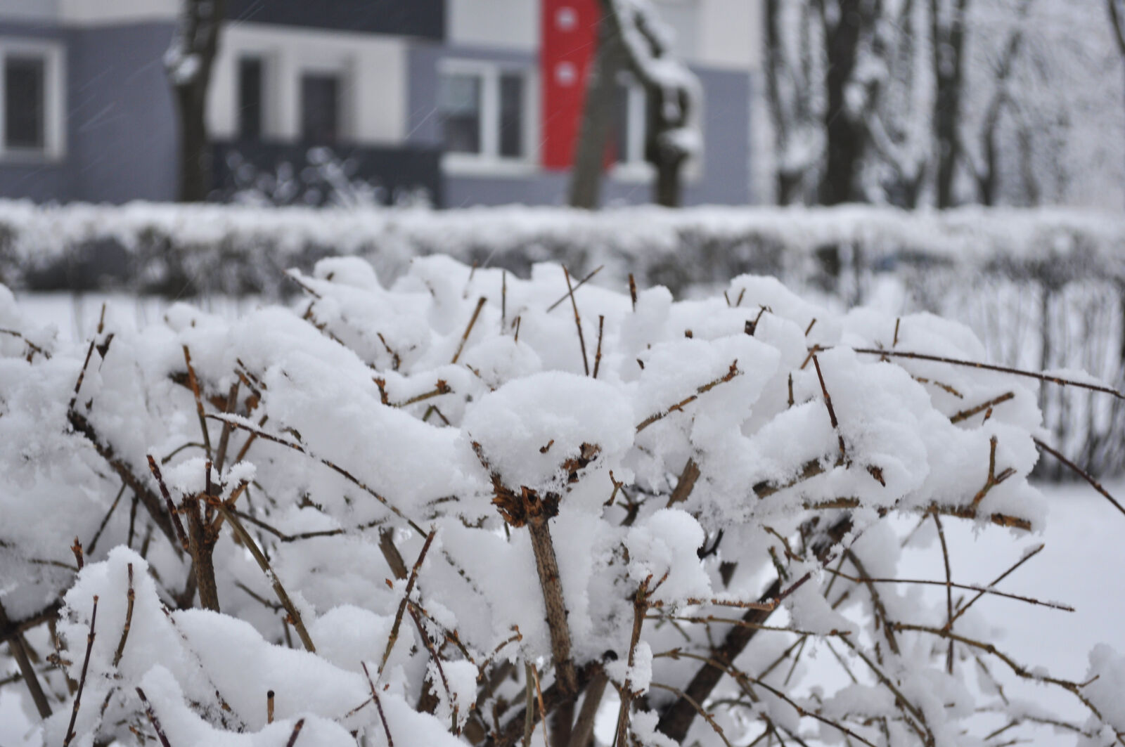 Nikon D90 sample photo. Branches, bright, bush, bushes photography