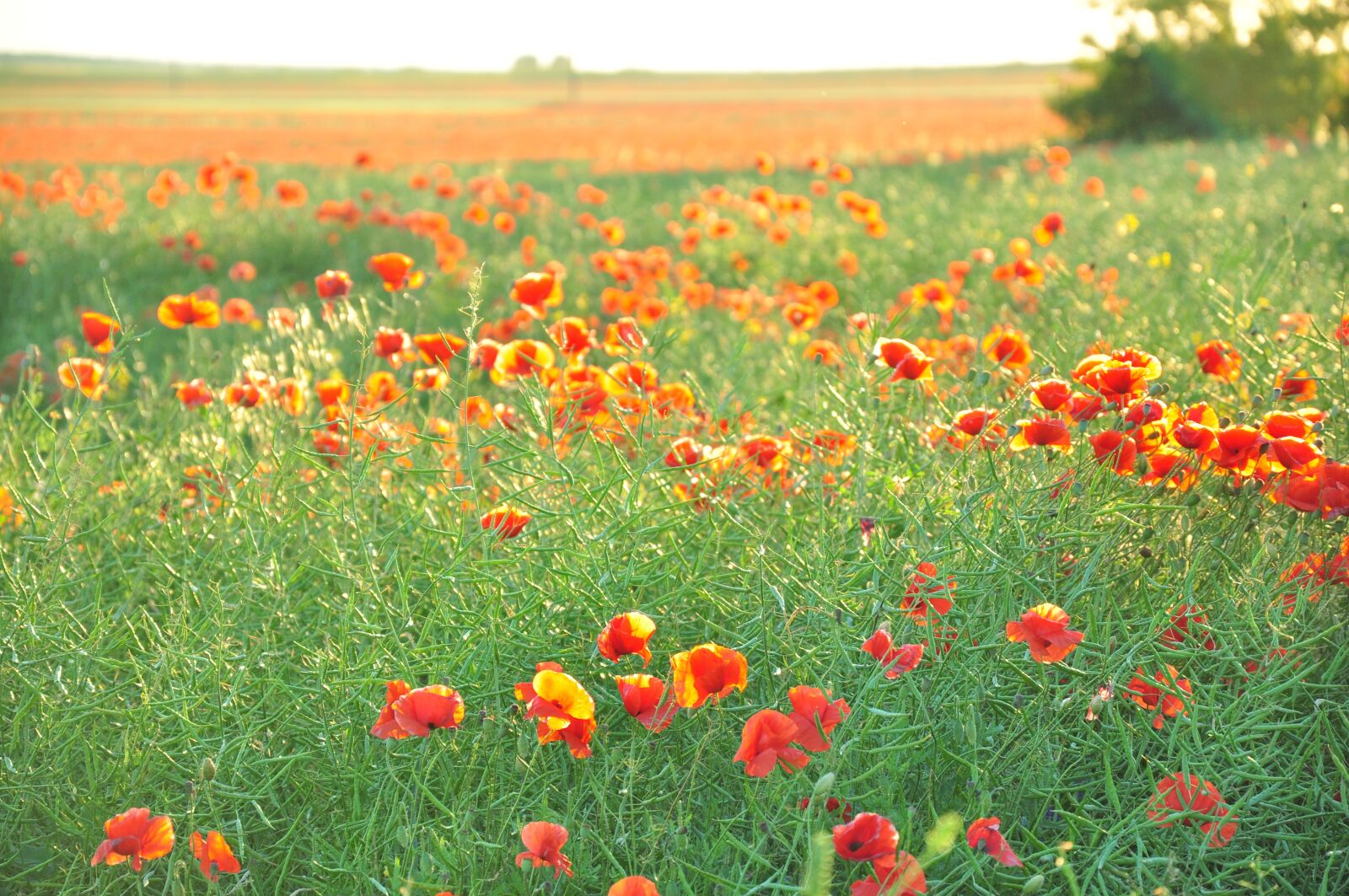 Nikon D90 sample photo. Maki, field, flowers photography
