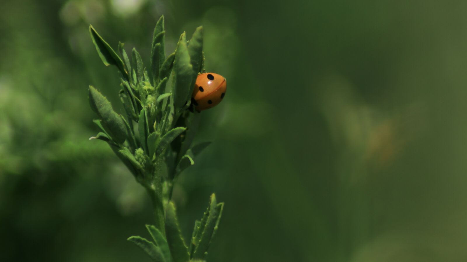 Canon EOS 80D sample photo. Ladybug, plant, beetle photography