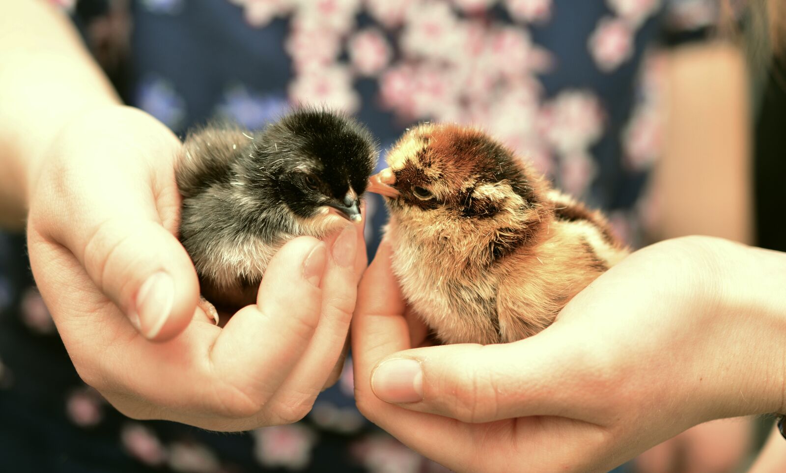 Nikon D5200 sample photo. Chicks, hatched, chickens photography