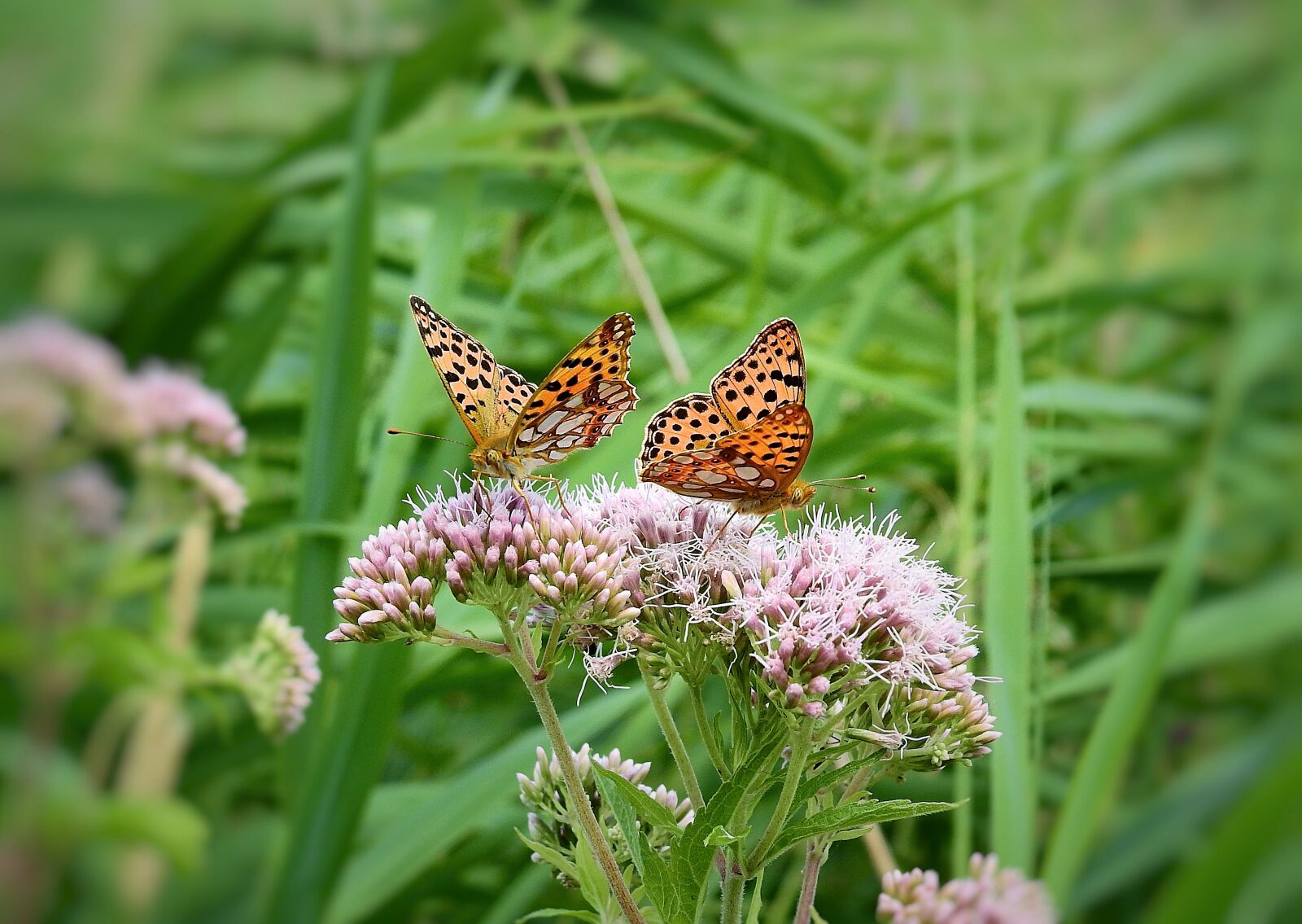 Nikon Coolpix P900 sample photo. Butterflies, insects, flowers photography