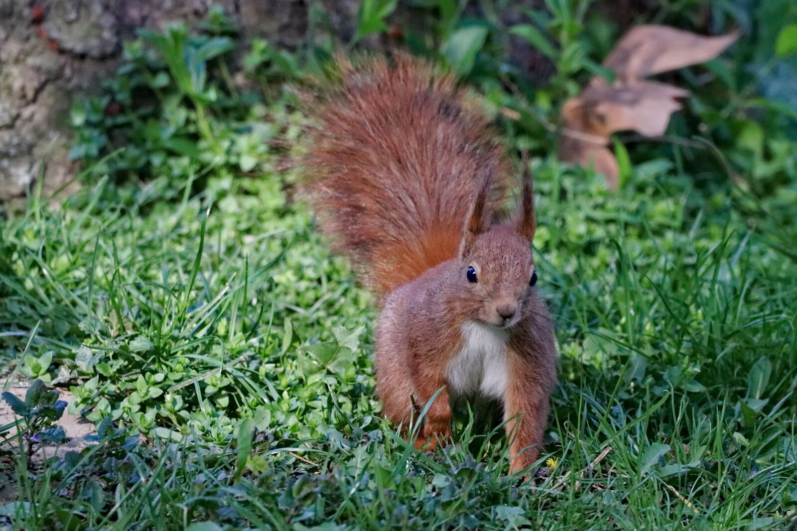 150-600mm F5-6.3 DG OS HSM | Contemporary 015 sample photo. The squirrel, rusty, curious photography