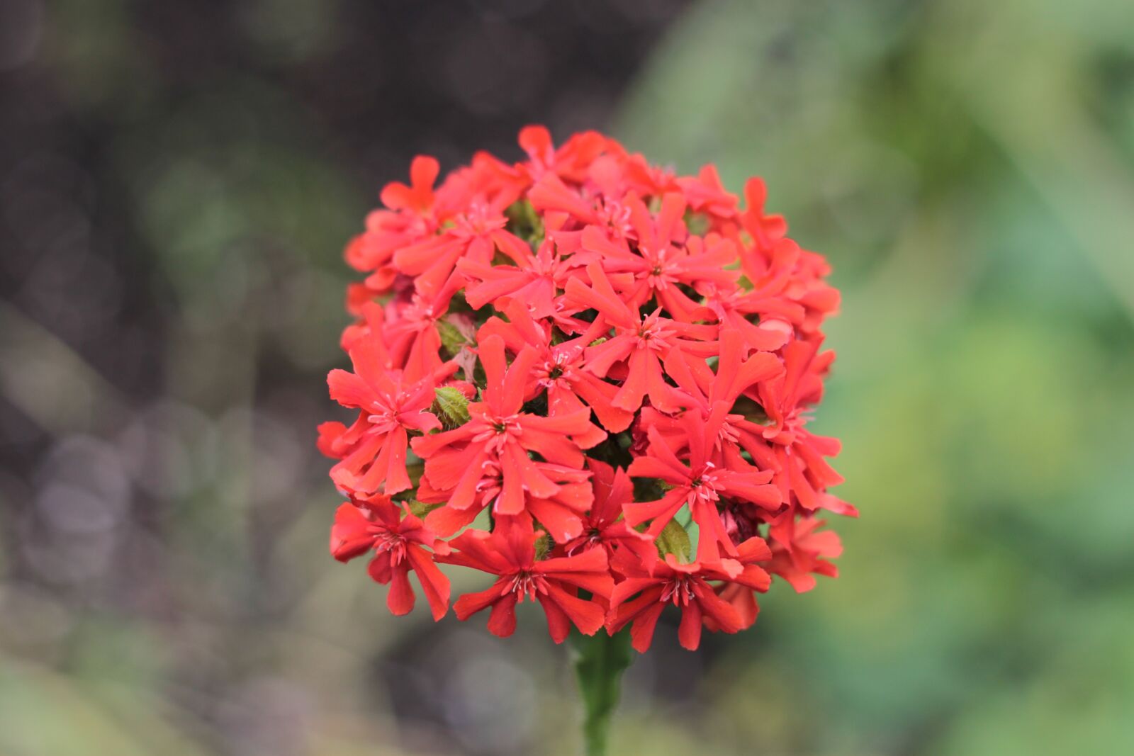 Canon EOS 500D (EOS Rebel T1i / EOS Kiss X3) sample photo. Flower, red, blossom photography