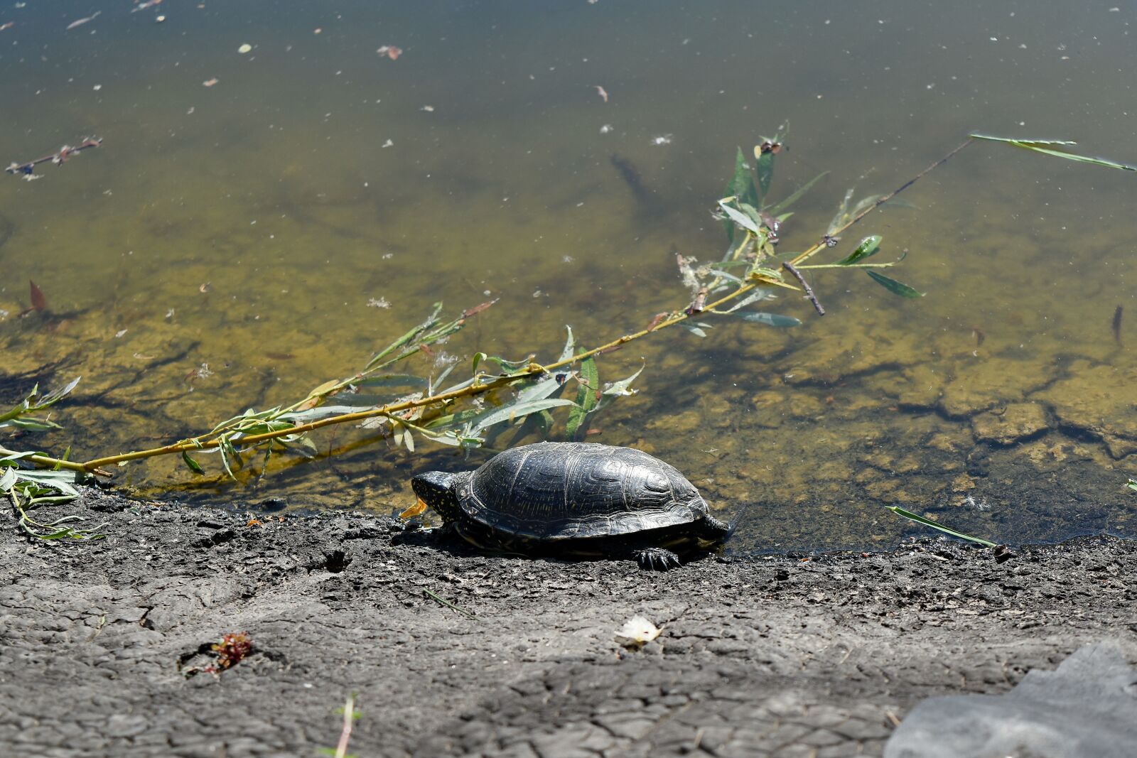 Nikon D5500 sample photo. Wildlife, water, reptile, nature photography
