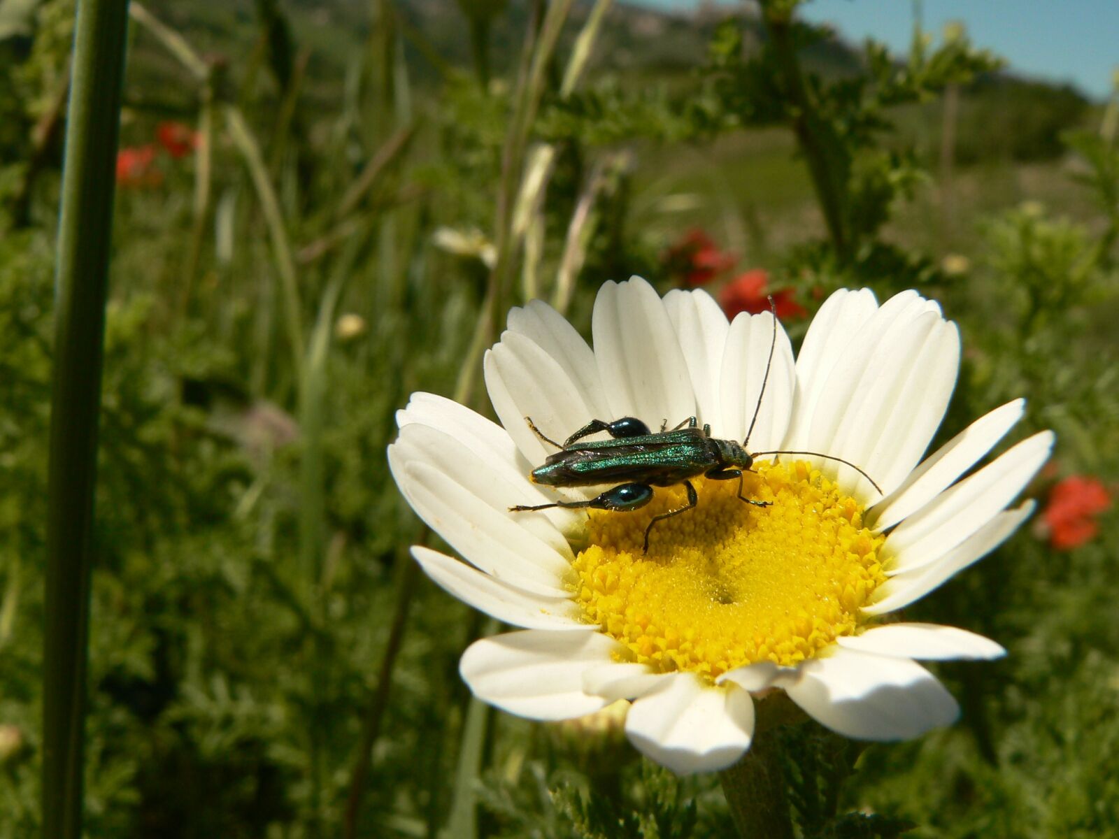 Panasonic DMC-FZ7 sample photo. Nature, insect, flora photography