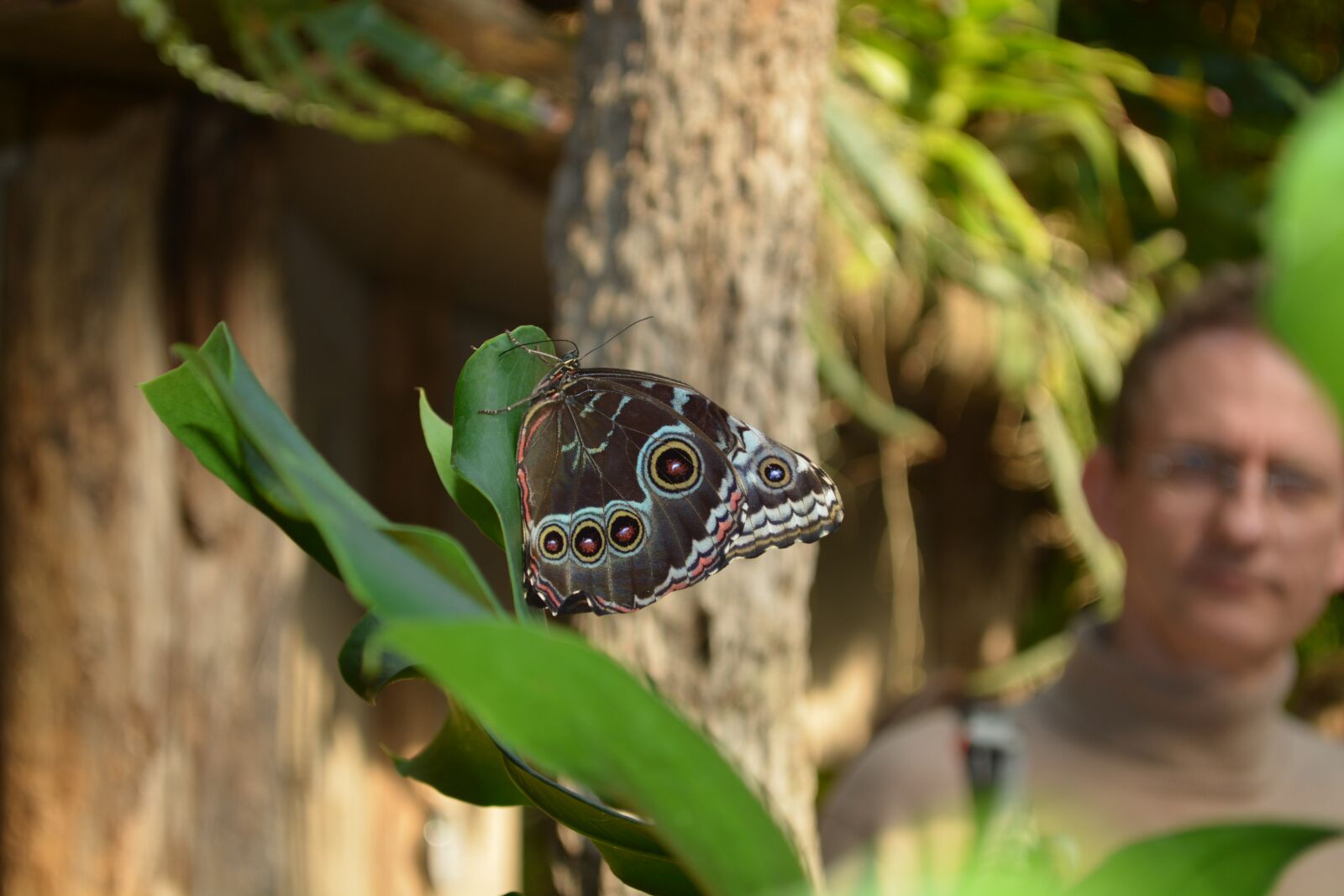 Nikon D5200 sample photo. Butterfly, botany, animal photography